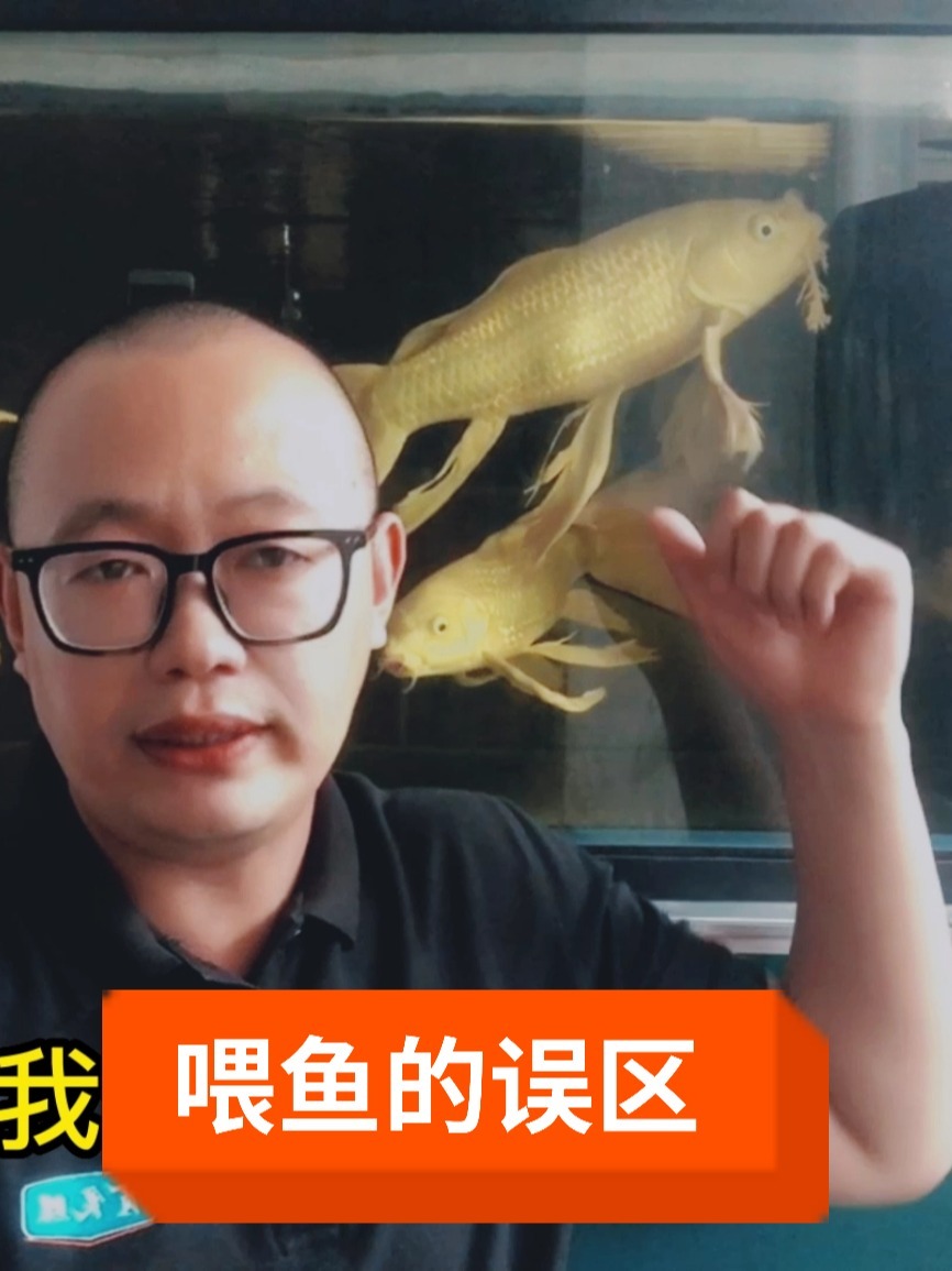 锦鲤、金鱼一天要喂几次?每次喂多少?