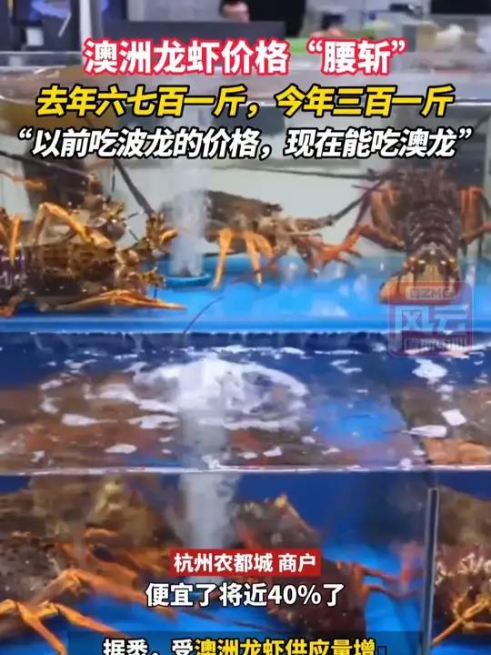 澳洲龙虾价格“腰斩”,去年六七百一斤,今年三百一斤,“以前吃波龙的价格,现在能吃澳龙。”(