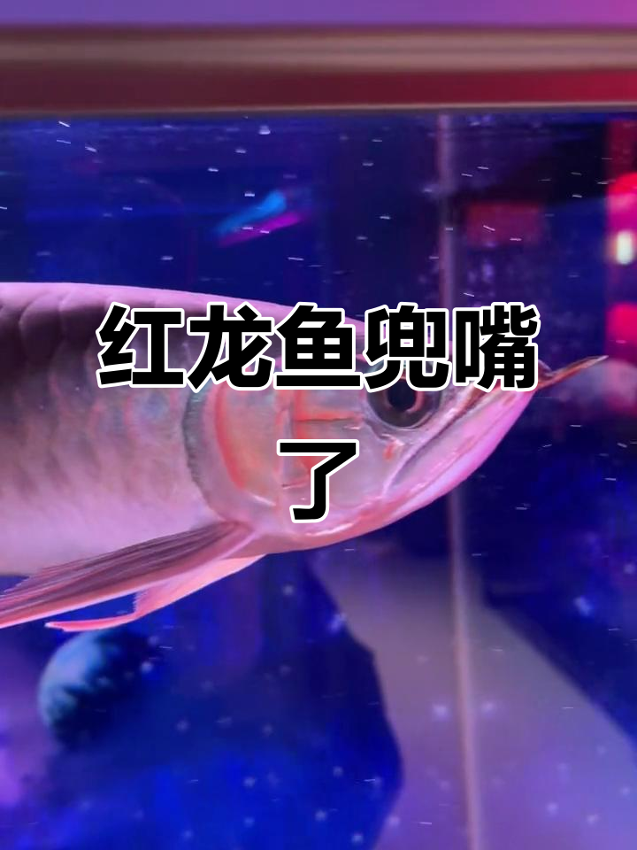 红龙鱼兜嘴怎么办?一公分差距让人心急