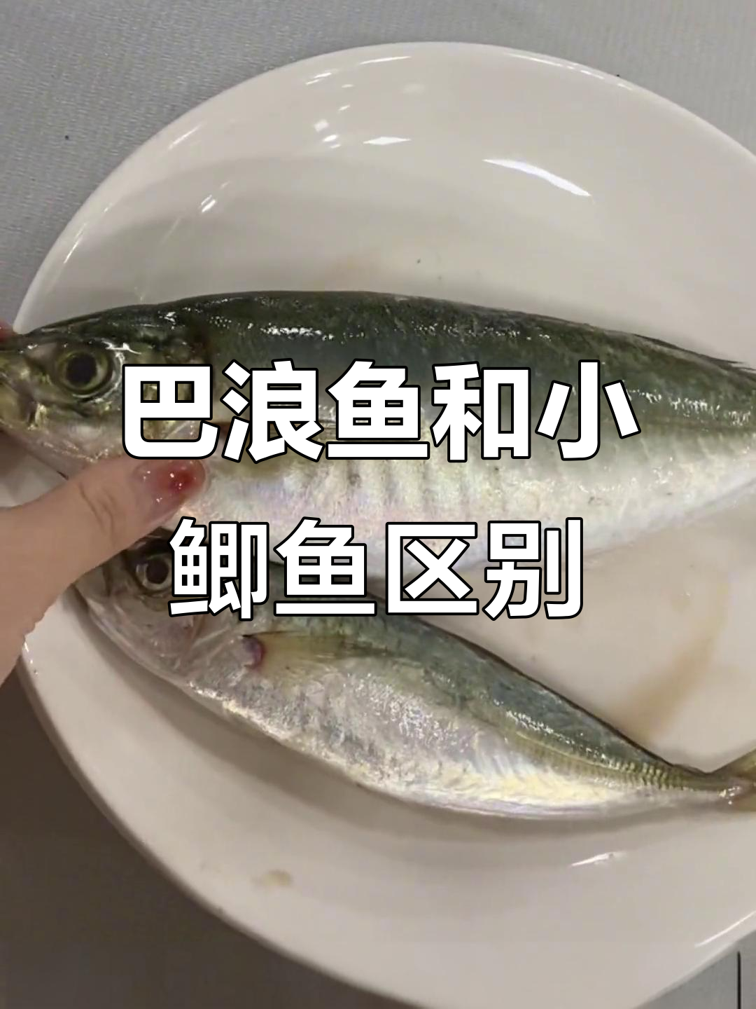 养殖巴浪鱼与野生小鲫鱼的差别,你了解吗?
