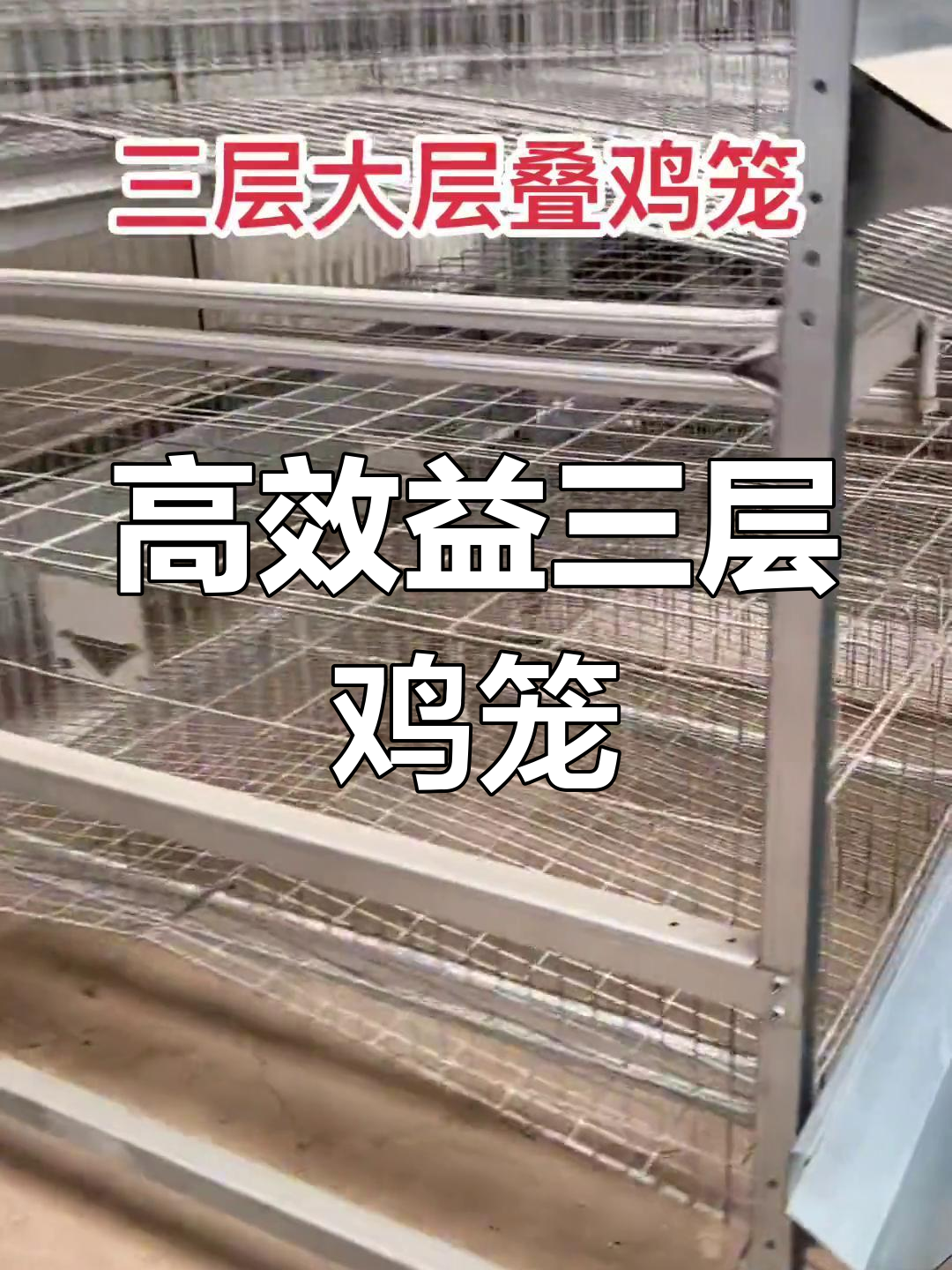 大层叠鸡笼,集约化养鸡新选择