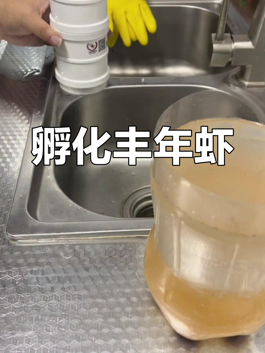 丰年虾孵化全过程