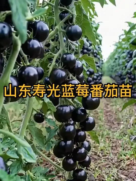 新品种黑番茄苗，寿光育苗基地直发，苗子粗壮好养活。阳台田院均可种植#黑番茄苗 #番茄苗 #