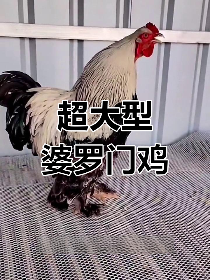 婆罗门鸡:比人还高的巨型杂交鸡,你愿意养吗?