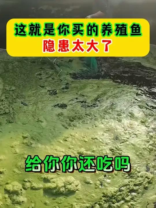 湛江石斑鱼,吃的放心,都是在大海吃小鱼小虾长大的,不是市场上的饲料鱼可以碰瓷的!