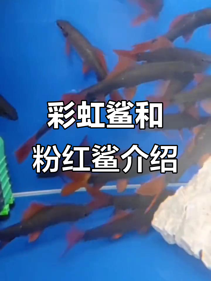 粉红鲨与彩虹鲨:热带工具鱼混养指南