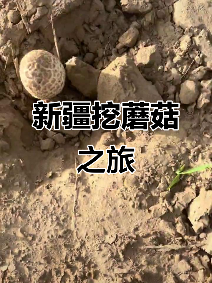 新疆野生蘑菇大揭秘,鸡腿菇等你来挖