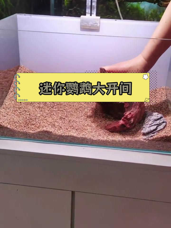 迷你鹦鹉鱼新家打造,完美水草造景