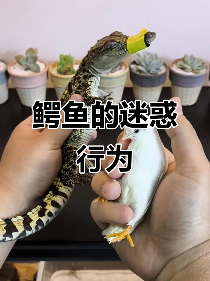 鳄鱼七天不吃东西，竟然是因为这个原因！