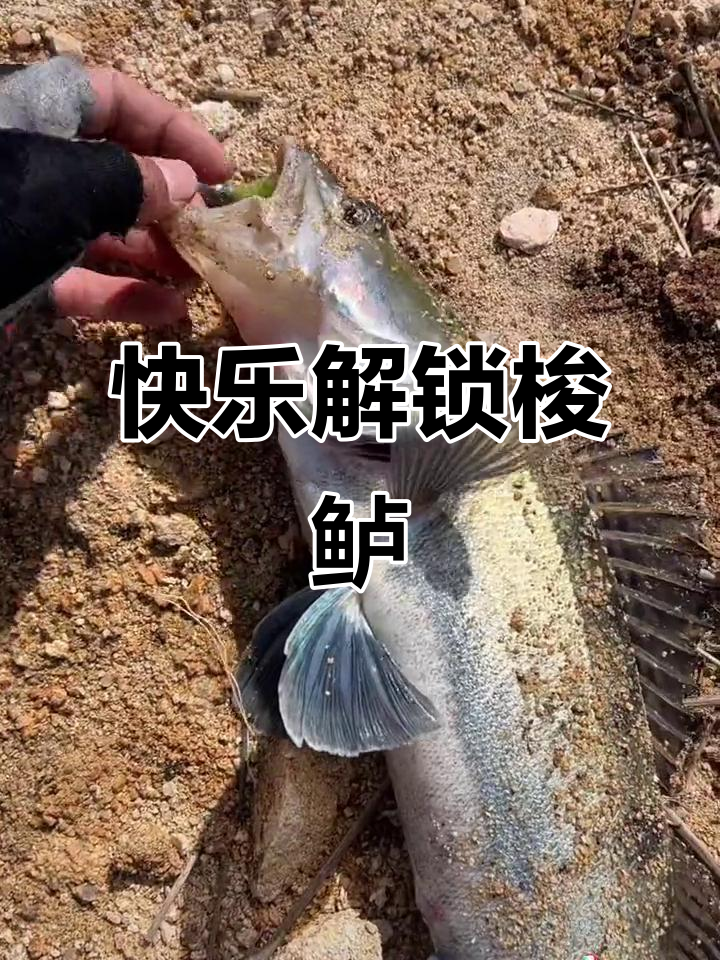 梭鲈解锁大作战,辣椒回家猛如虎