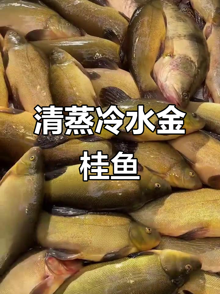 东北冷水金桂鱼:鲜嫩蒜瓣肉,清蒸更美味