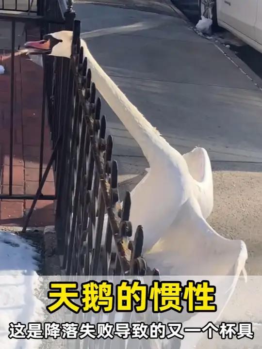 飞行速度可达每小时80公里的天鹅保护幼崽时异常凶猛
