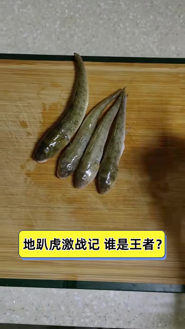 地趴虎激战记,谁是王者?