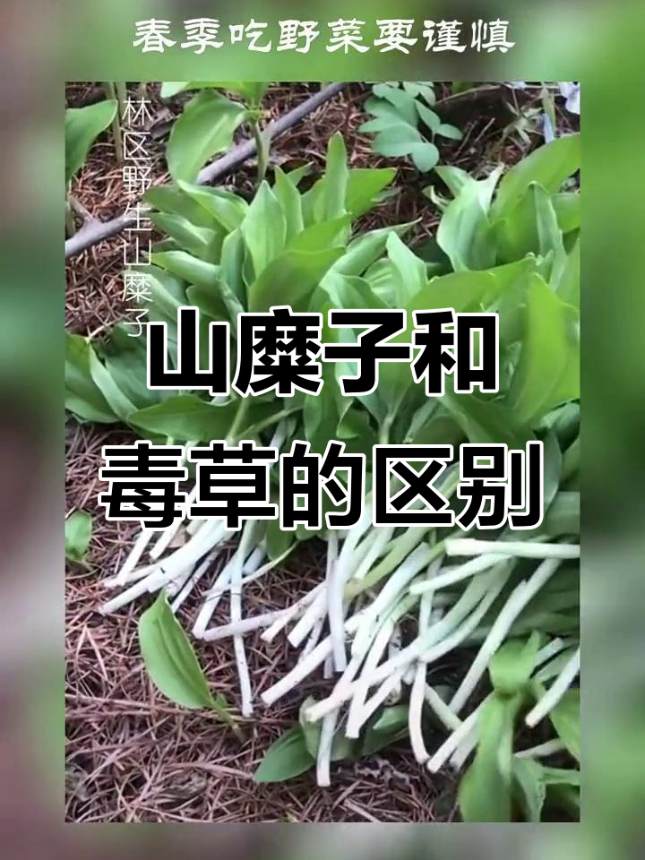 春季野菜山糜子与毒草芦莲如何区分?