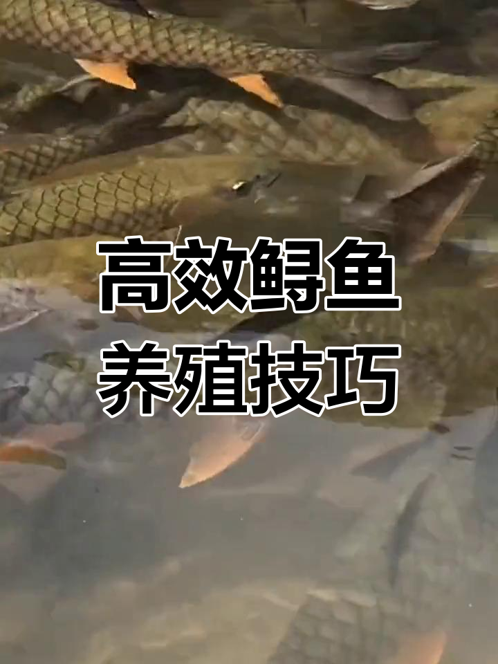 鲟鱼养殖技术全解析:生长快、抗病力强,营养丰富