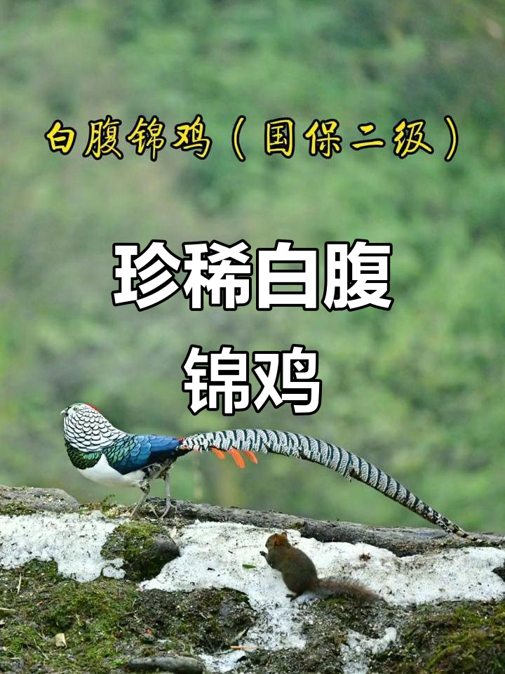 白腹锦鸡:国家二级保护动物,珍稀野生鸟类