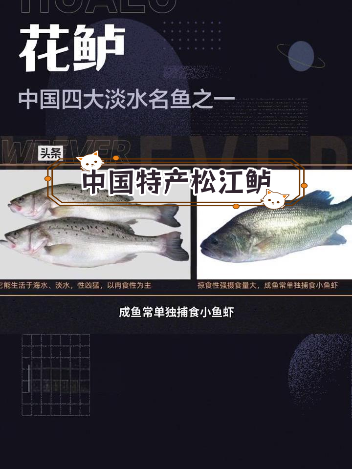 鲈鱼:四大淡水名鱼之一