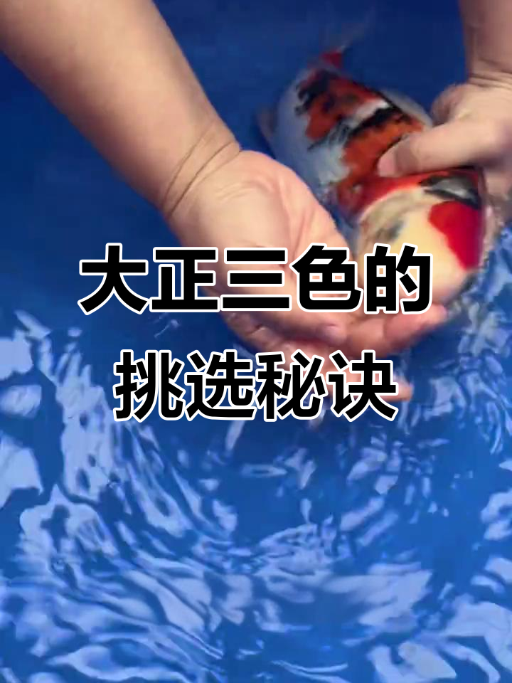 大正三色锦鲤的魅力与挑选技巧,如何区分墨点与血沫