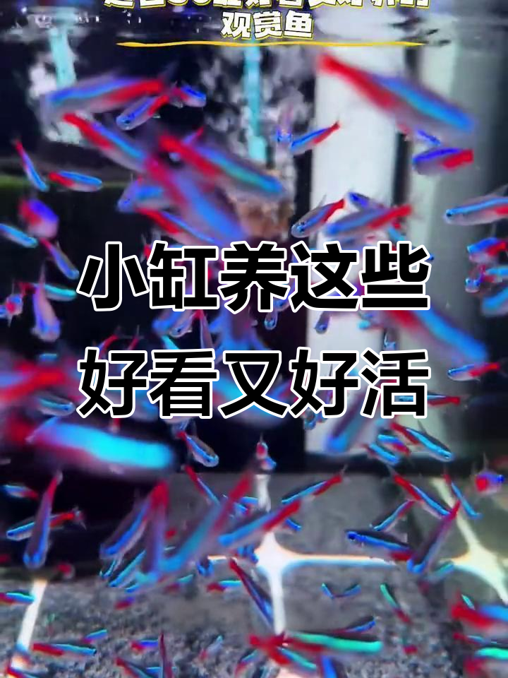 适合30缸养的观赏鱼，迷你鹦鹉、三瑚饲掉等推荐