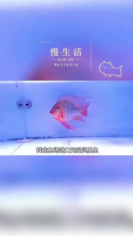 精美进口元宝凤凰鱼