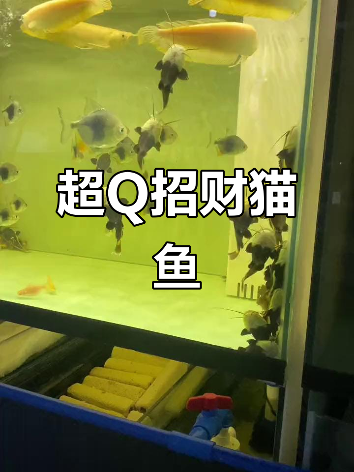 短身招财猫鱼,超萌可爱,轻松养活
