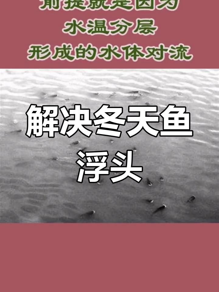 冬季鱼浮头处理技巧
