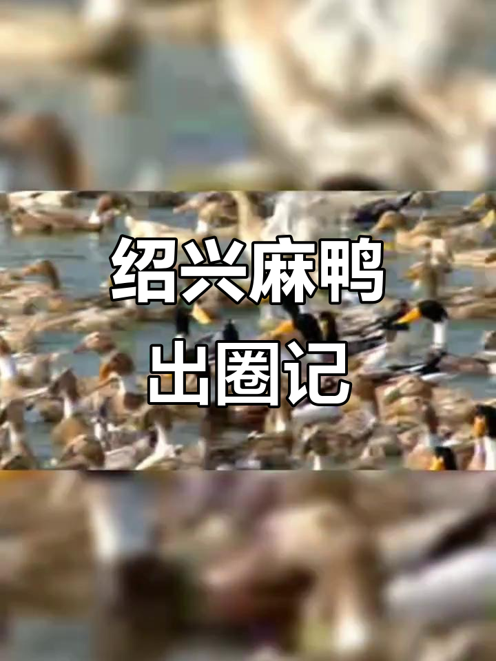 绍兴麻鸭逆袭全球,成宠物新宠