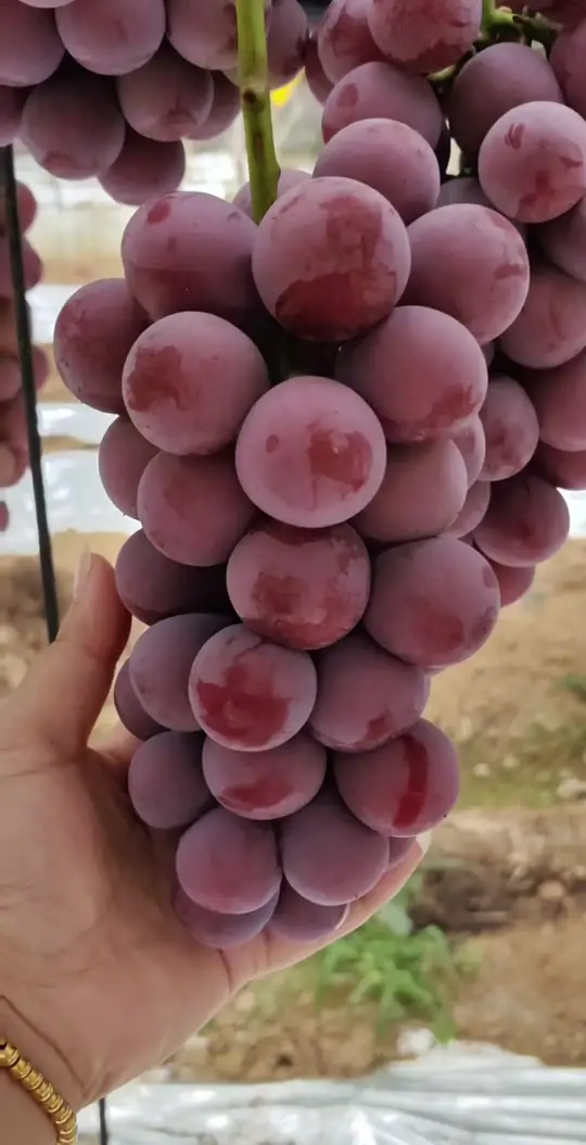 葡中贵族糕点,带高级红酒香,适合送重要的人!