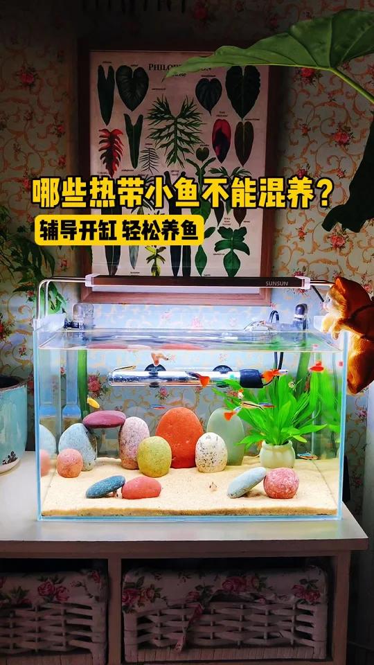 热带小鱼空气缸,那些小鱼不建议一起过混养