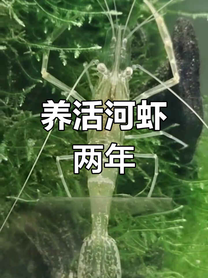 野生河虾的寿命与脱皮过程