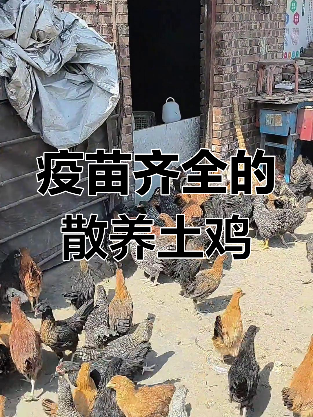 散养土鸡生态养殖,疫苗齐全,客户可放心联系