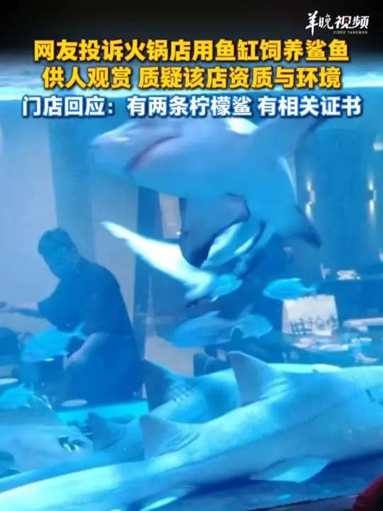 网友投诉火锅店用鱼缸饲养鲨鱼供人观赏,质疑该店资质与环境。门店回应:有两条柠檬鲨,有相关证