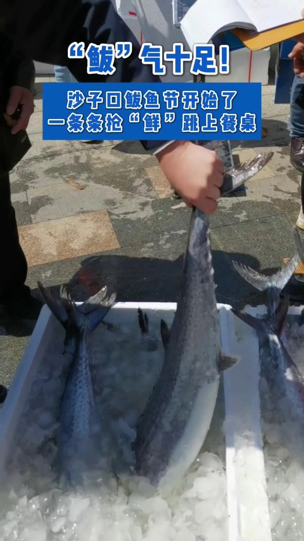 “鲅”气十足!沙子口鲅鱼节开始了,一条条抢“鲜”跳上餐桌