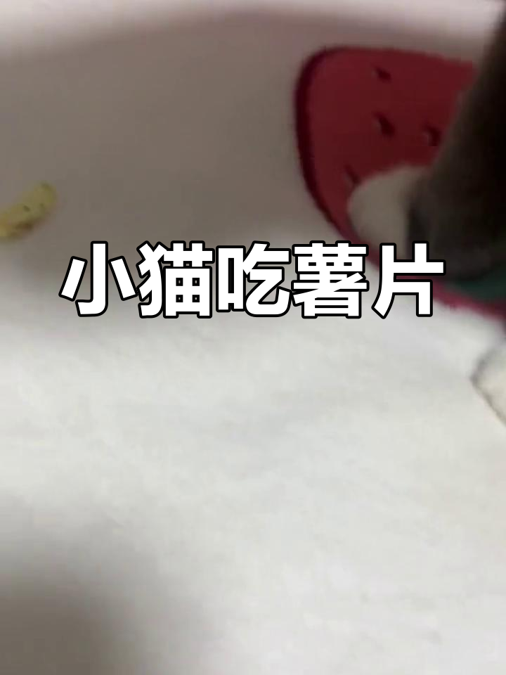 猫咪也爱薯片,萌态十足