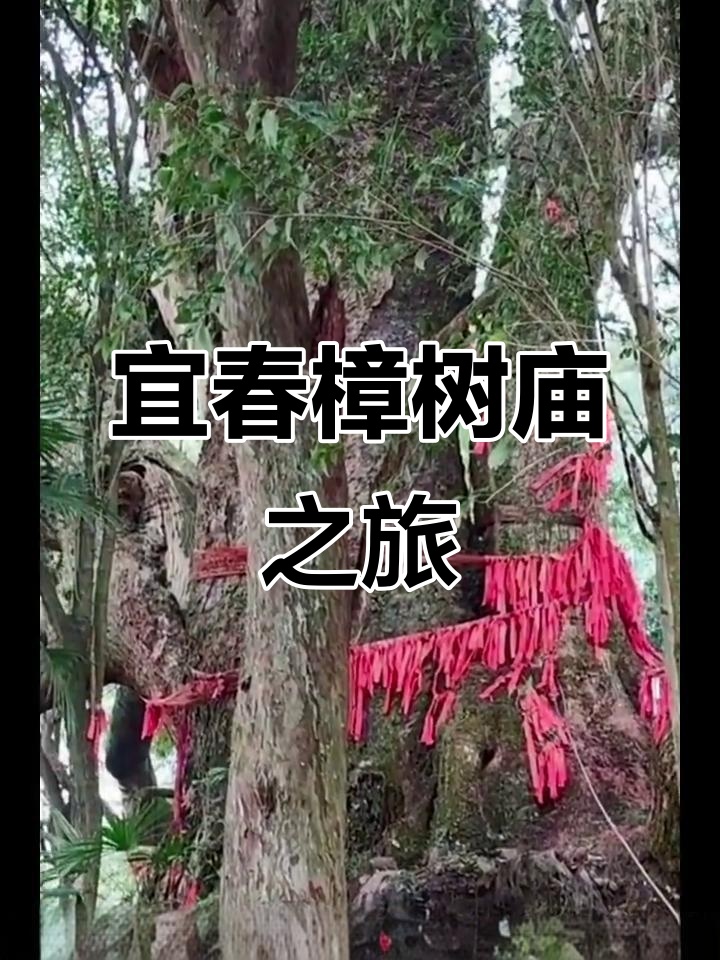 探访宜春温汤镇的“樟树爷爷”,长寿村里的古樟传奇