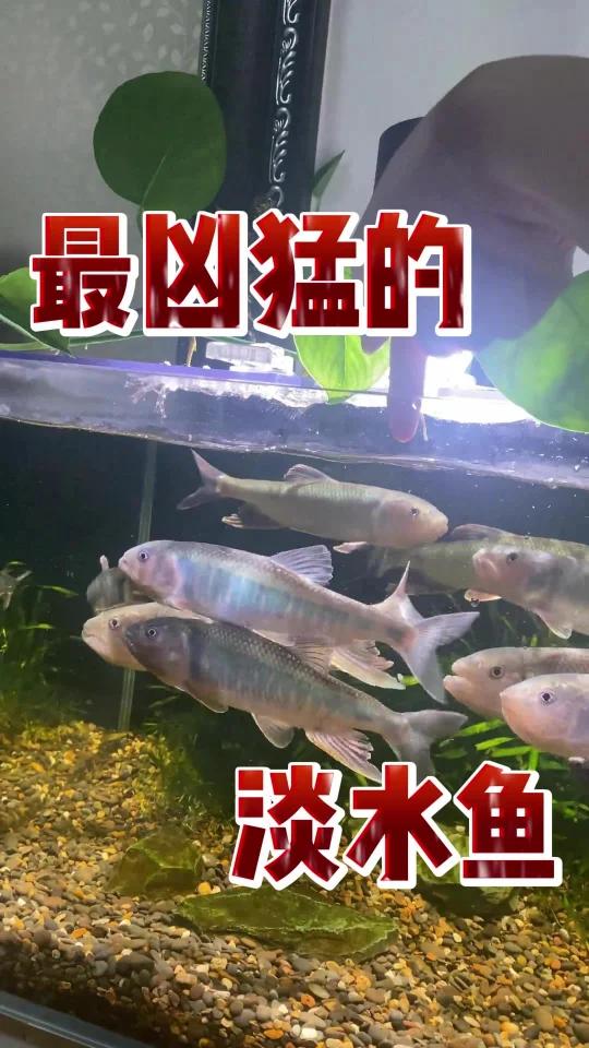 最凶猛的淡水鱼