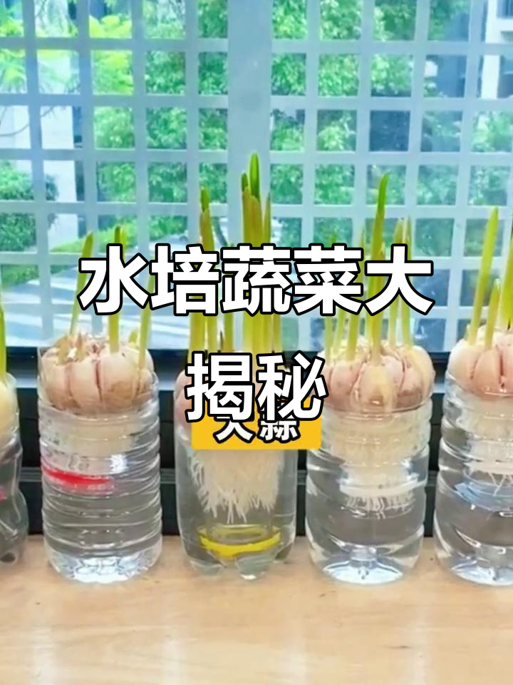 这些蔬菜也能水培,试试看吧!