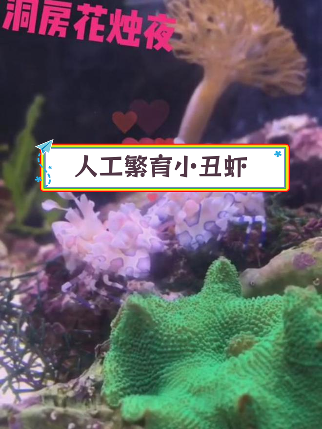 小丑虾人工繁殖全过程