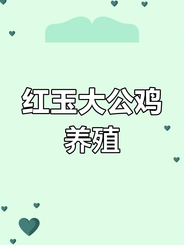 九斤四季红公鸡,散养更健康