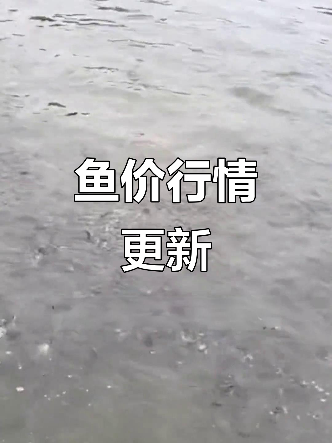 11月鱼价更新,多种鱼类价格波动