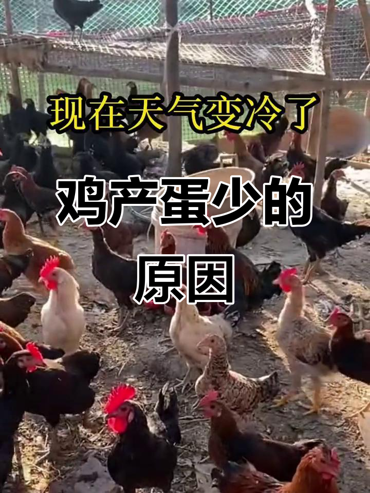 散养鸡不下蛋?这些原因你得知道