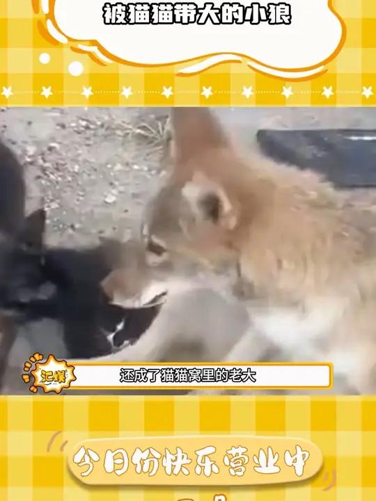 这小狼怎么猫里猫气的～狼 猫猫 治愈