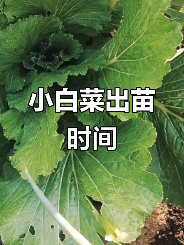 小白菜种子多久能发芽出土?二十四天还是七天搞定