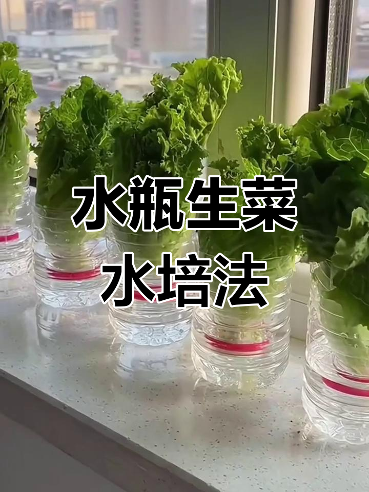 用矿泉水瓶做生菜水培,轻松实现自给自足