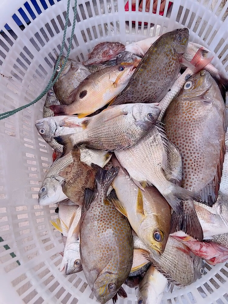 新鲜又好吃的野生海立鱼你吃过几次