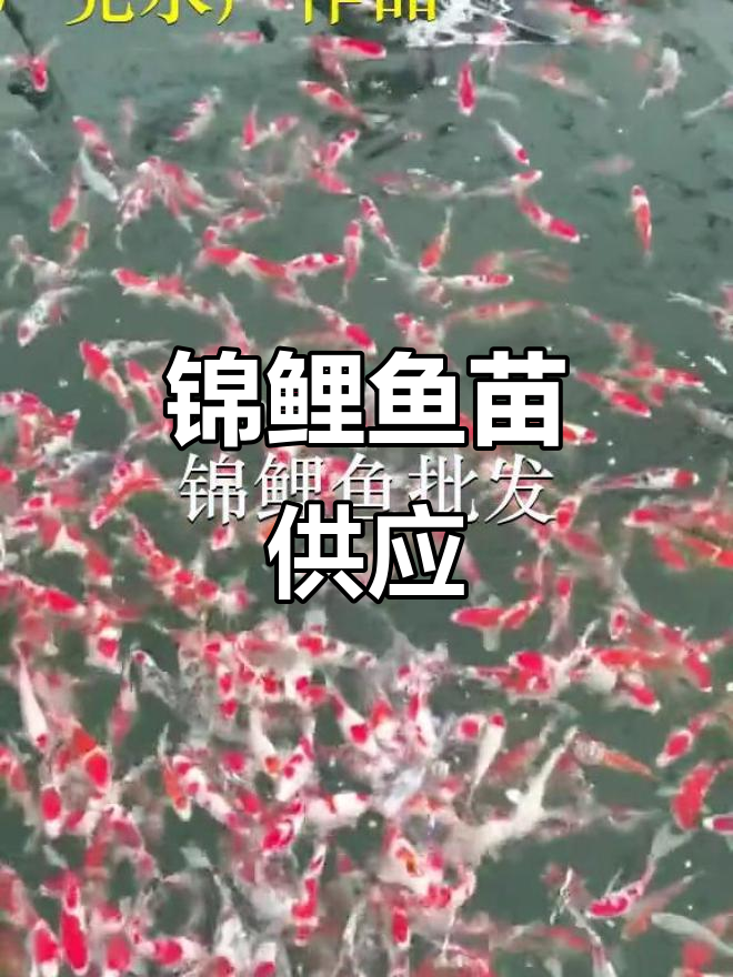 汕尾新田锦鲤鱼苗,黄埔永和供应