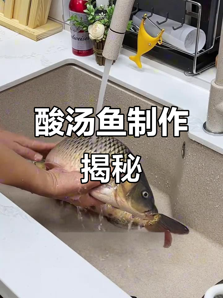 贵州酸汤鱼，鲤鱼的完美做法！