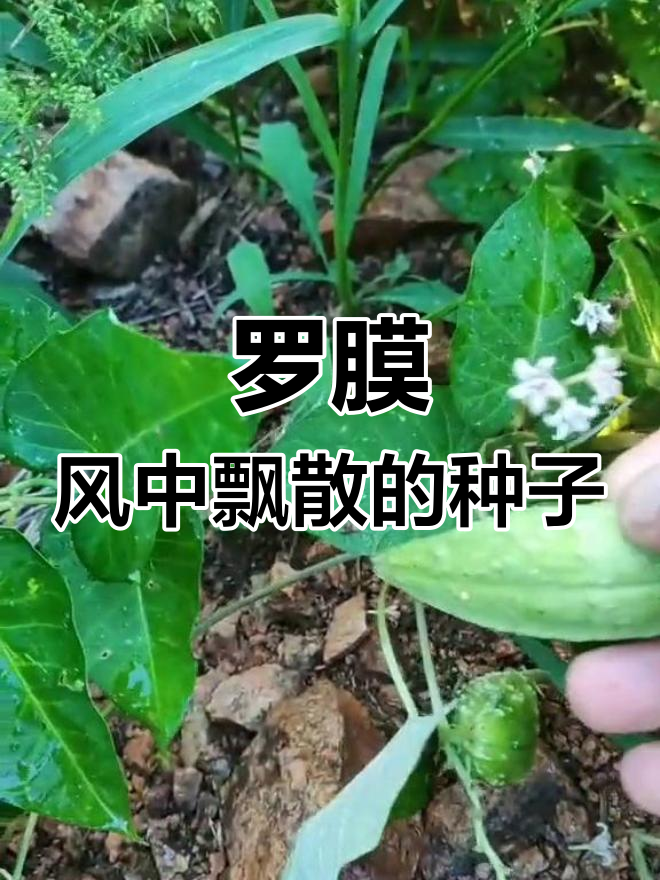 古老植物罗膜:从篱笆到天疆壳的奇妙之旅