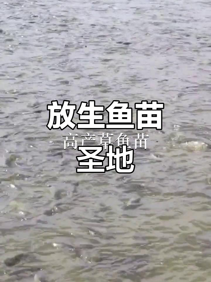 广东各地鱼苗场,放生首选之地