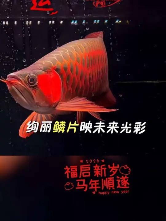 #超血红龙鱼